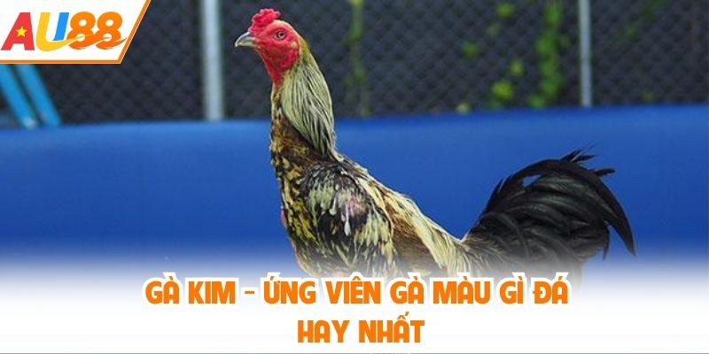 Gà Kim - Ứng viên gà màu gì đá hay nhất