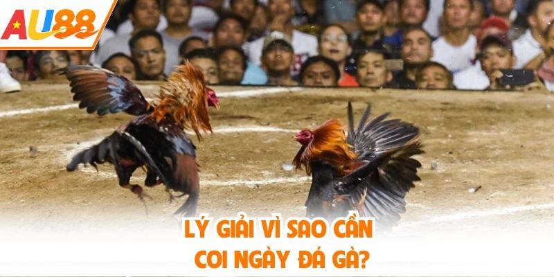 Lý giải vì sao cần coi ngày đá gà?