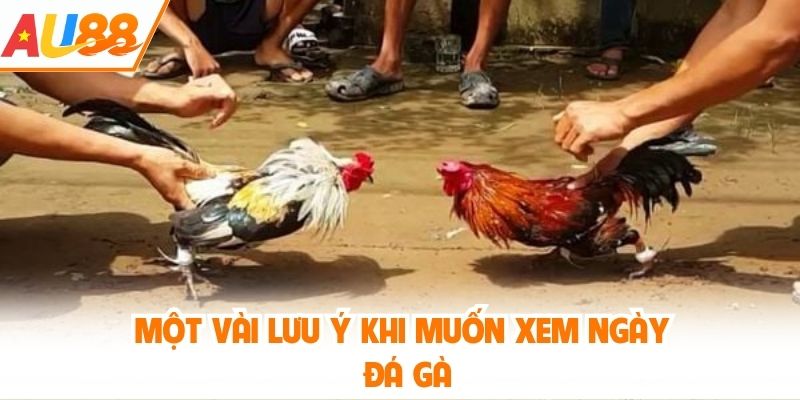 Một vài lưu ý khi muốn xem ngày đá gà