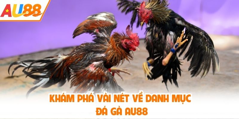 Khám phá vài nét về danh mục đá gà AU88